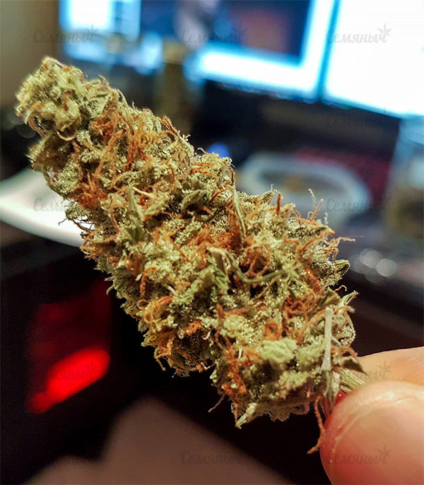 Семена сорта Auto Seemango (Victory Seeds) — изображение 5