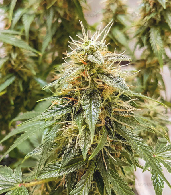 Семена сорта Auto Seemango (Victory Seeds) — изображение 4