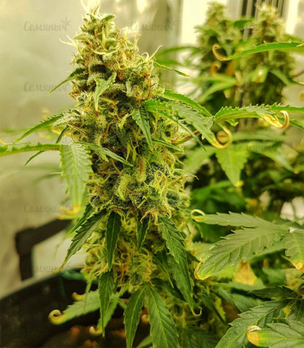 Семена сорта Auto Seemango (Victory Seeds) — изображение 3