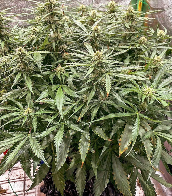 Семена сорта Amnesia Vip (VIP seeds) — изображение 5