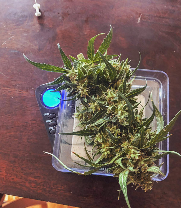 Семена сорта Amnesia Vip (VIP seeds) — изображение 6