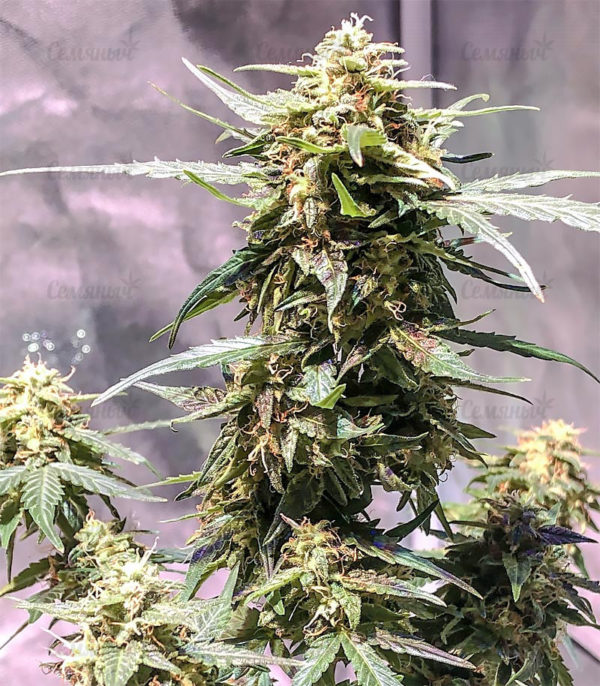 Семена сорта Amnesia Vip (VIP seeds) — изображение 4