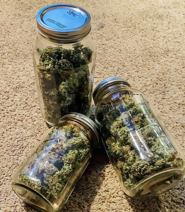 Семена сорта Amnesia Vip (VIP seeds) — изображение 7