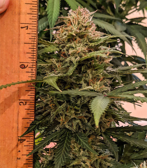 Семена сорта Critical VIP (VIP seeds) — изображение 5
