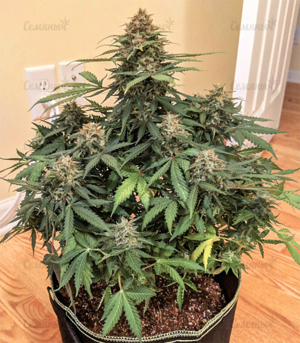 Семена сорта Critical VIP (VIP seeds) — изображение 4