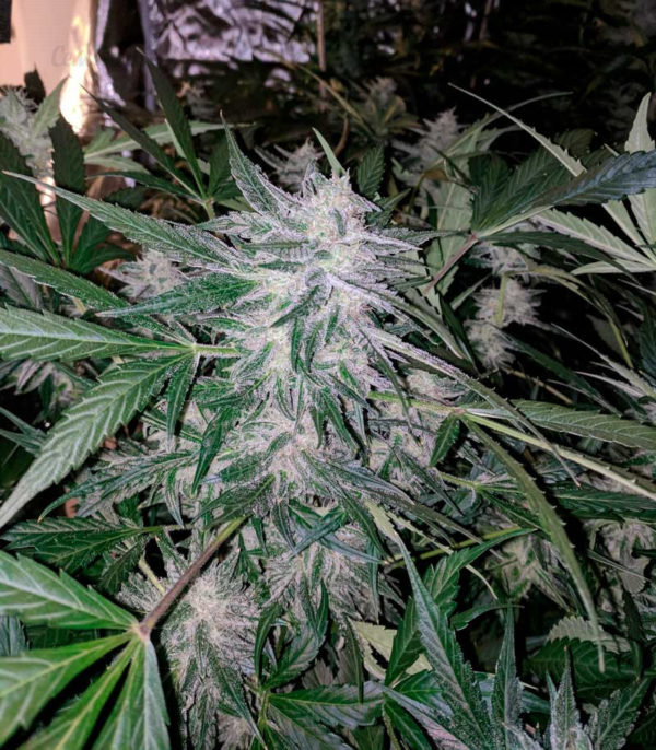 Семена сорта Chingis Khan (VIP seeds) — изображение 4