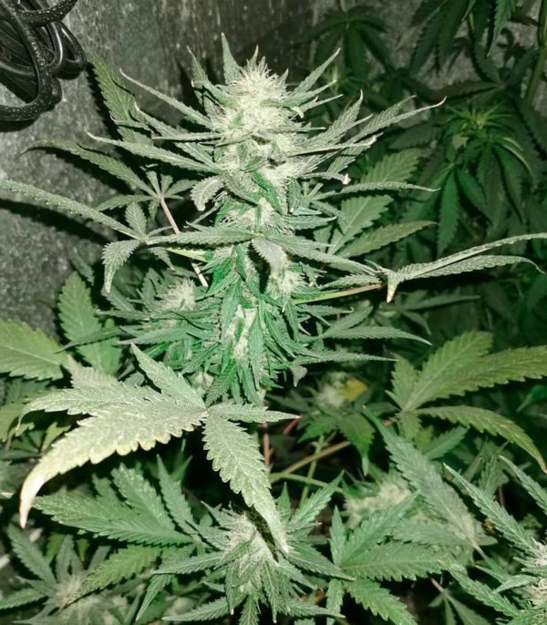 Семена сорта Chingis Khan (VIP seeds) — изображение 5