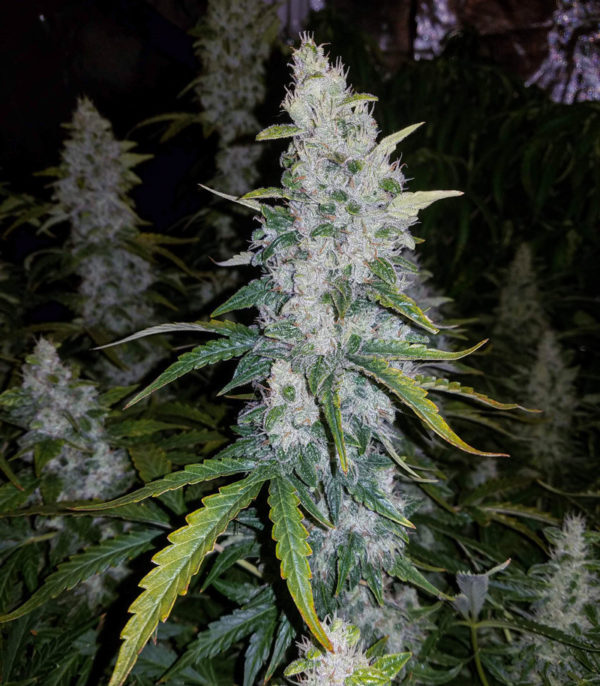 Auto White Widow fem (Dutch Passion) семена конопли — изображение 5
