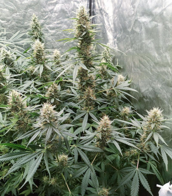 Auto White Widow fem (Dutch Passion) семена конопли — изображение 4