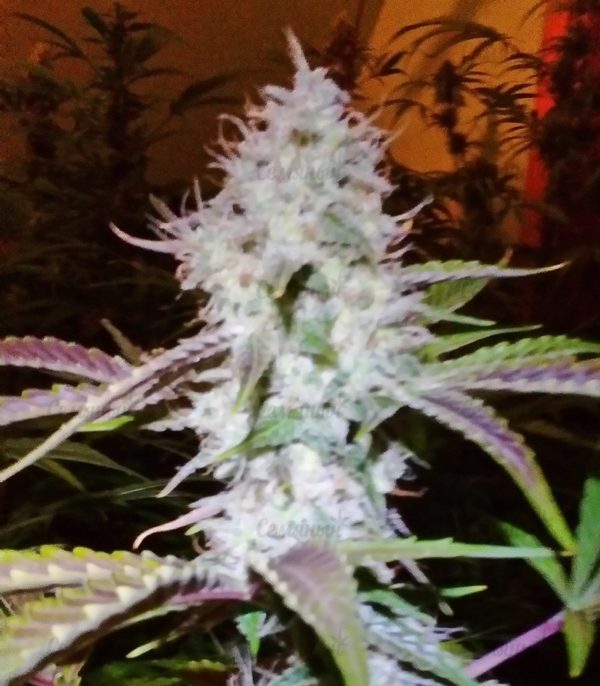 Семена сорта Chem Beyond Diesel CBD (Sweet Seeds) — изображение 3