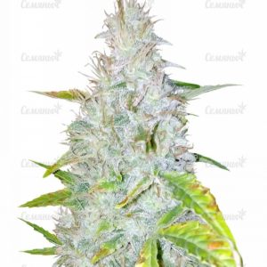 Семена сорта Chem Beyond Diesel CBD (Sweet Seeds)