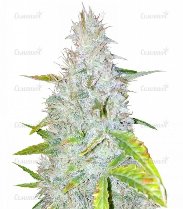 Семена сорта Chem Beyond Diesel CBD (Sweet Seeds)