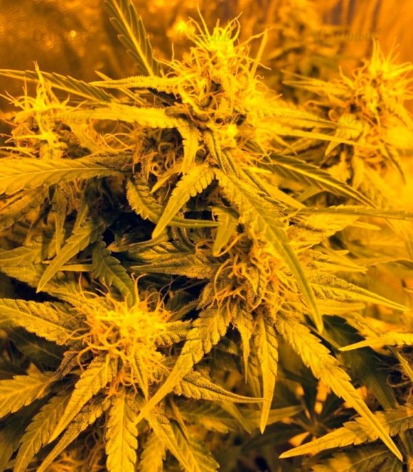 Семена сорта Critical + (Dinafem Seeds) — изображение 6