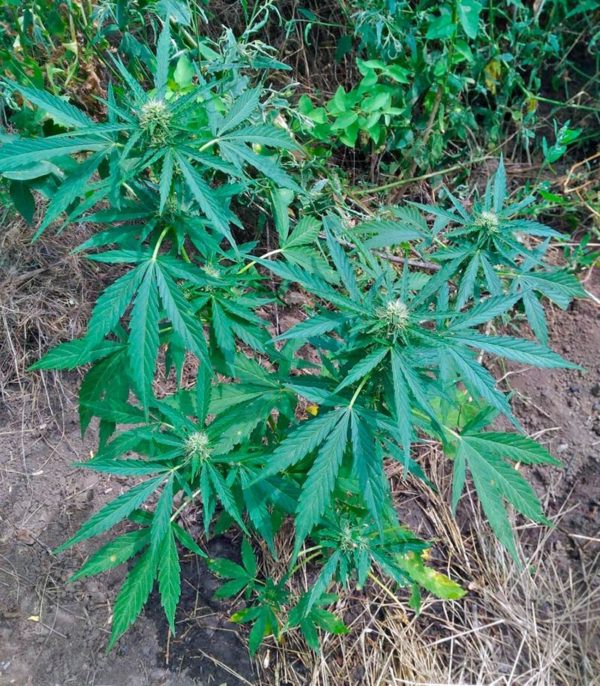 Семена сорта Critical + (Dinafem Seeds) — изображение 7