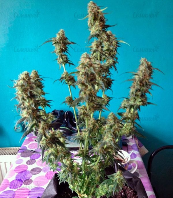 Семена сорта Shark Attack (Dinafem Seeds) — изображение 5