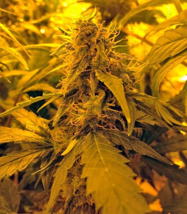 Семена сорта Shark Attack (Dinafem Seeds) — изображение 6