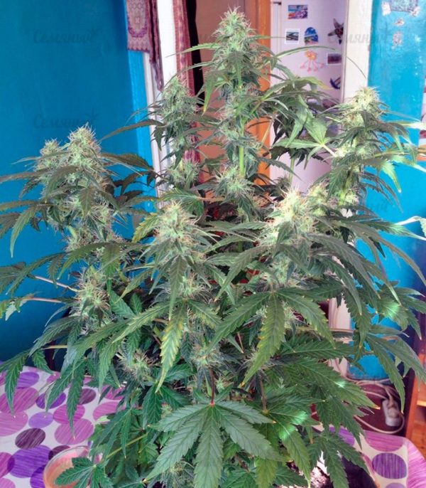 Семена сорта Shark Attack (Dinafem Seeds) — изображение 7