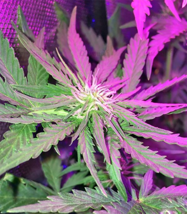 Семена сорта Deep Cheese (Dinafem Seeds) — изображение 4