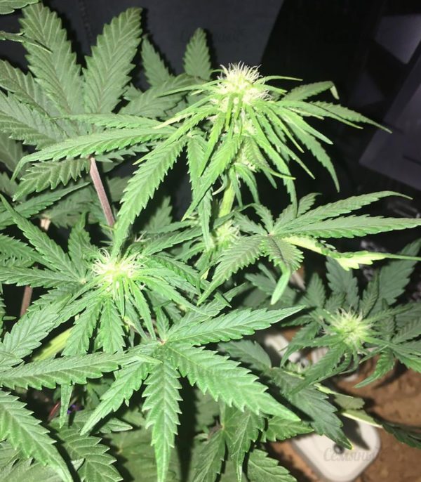 Семена сорта Deep Cheese (Dinafem Seeds) — изображение 5