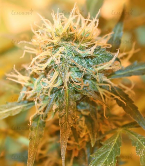 Семена сорта Deep Cheese (Dinafem Seeds) — изображение 6