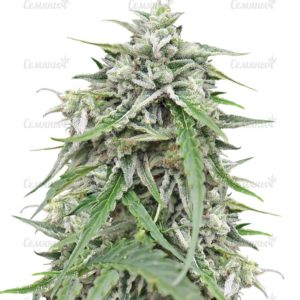 Семена сорта Haze 2.0 Autoflowering (Dinafem Seeds)