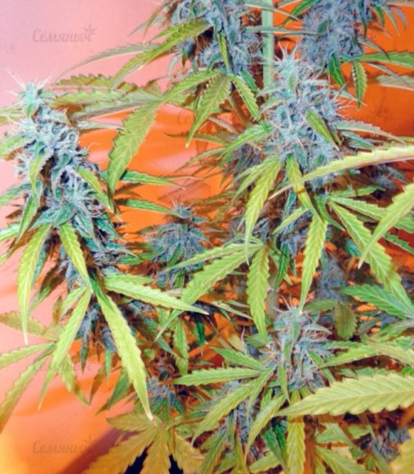 Семена сорта Kaya Gold (Nirvana Seeds) — изображение 5