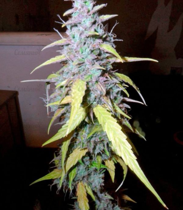 Семена сорта Kaya Gold (Nirvana Seeds) — изображение 6