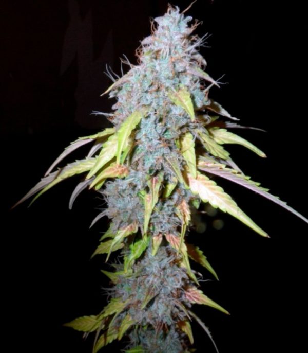 Семена сорта Kaya Gold (Nirvana Seeds) — изображение 7