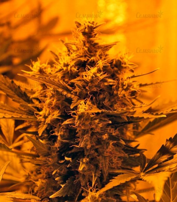 Семена сорта Mango Skunk (Nirvana Seeds) — изображение 5