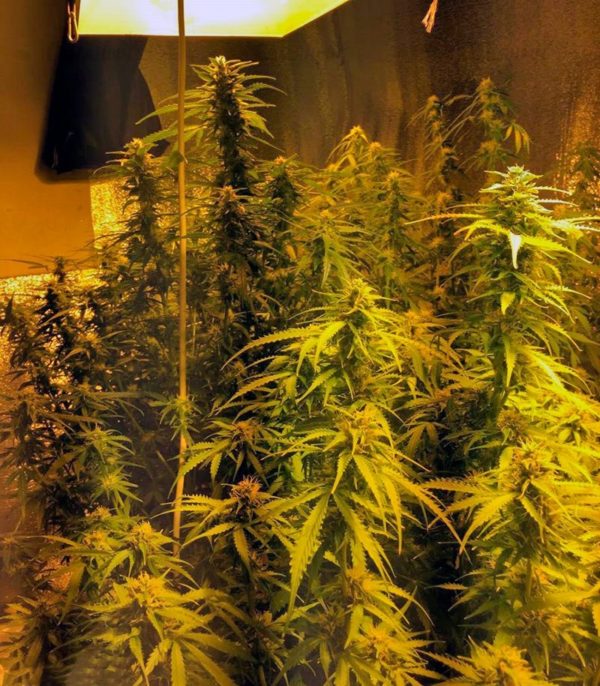 Семена сорта Mango Skunk (Nirvana Seeds) — изображение 7