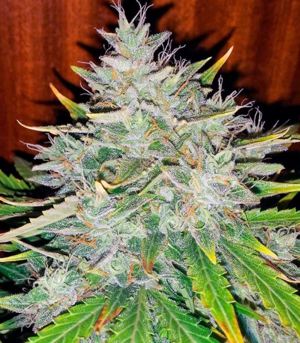 Auto White Widow fem (Dutch Passion) семена конопли — изображение 3
