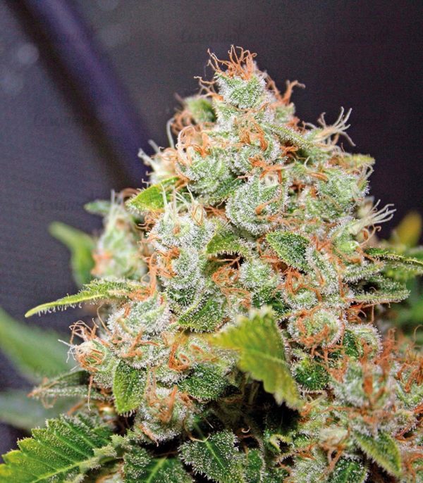 Семена сорта Chronic regular (Serious Seeds) — изображение 4