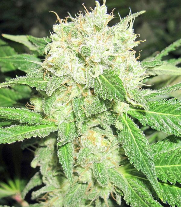 Семена сорта Chronic regular (Serious Seeds) — изображение 5