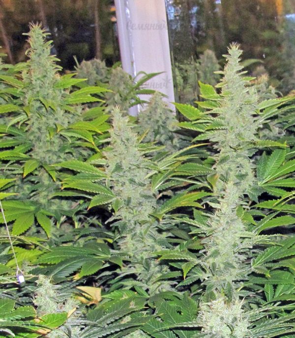 Семена сорта Chronic regular (Serious Seeds) — изображение 6