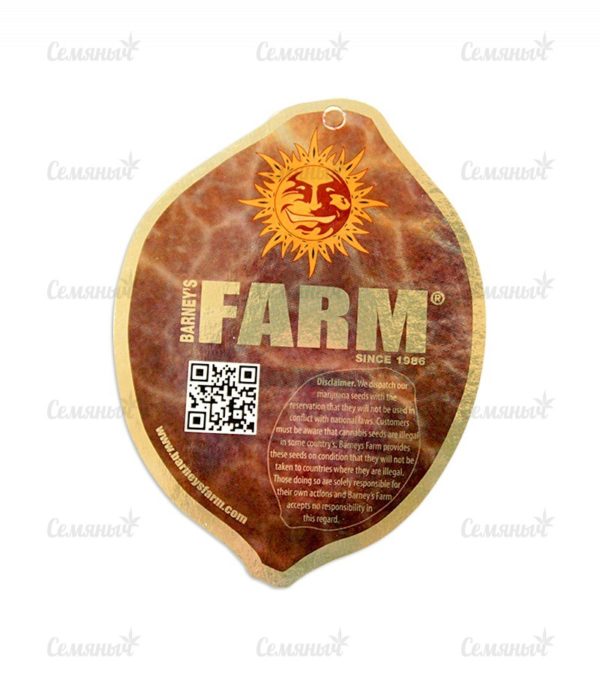 Семена сорта Dinamex (Dinafem Seeds) — изображение 4