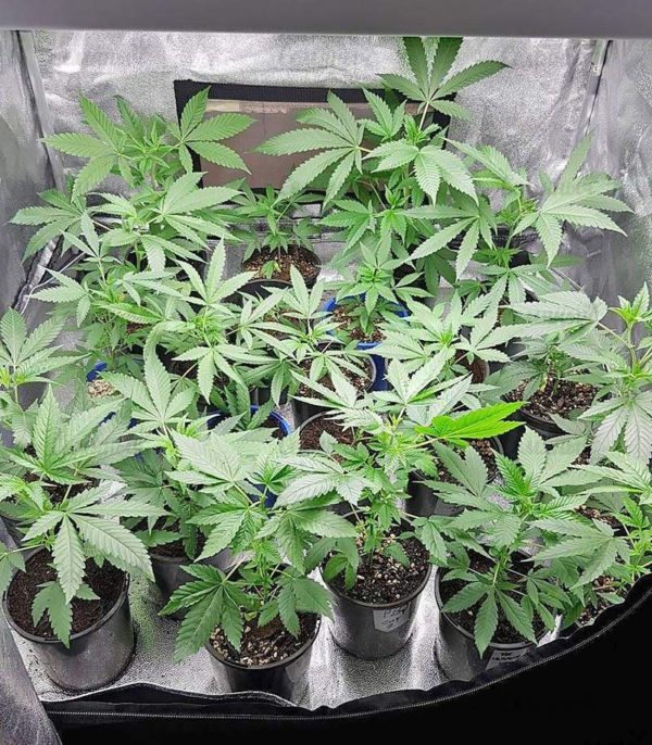 Семена сорта Auto Bubble (Female Seeds) — изображение 6