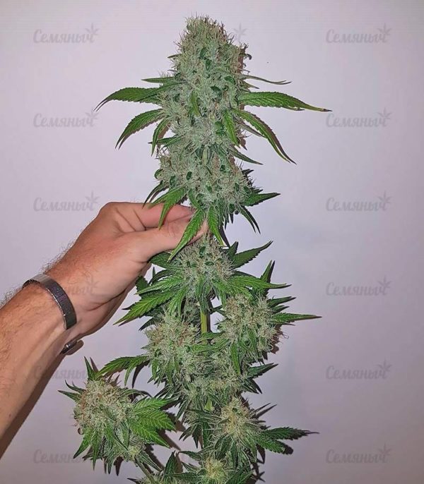 Семена сорта Auto Bubble (Female Seeds) — изображение 8