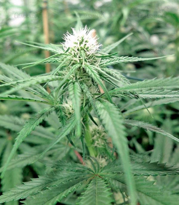 Семена сорта Purple Afghan Kush (Dinafem Seeds) — изображение 5
