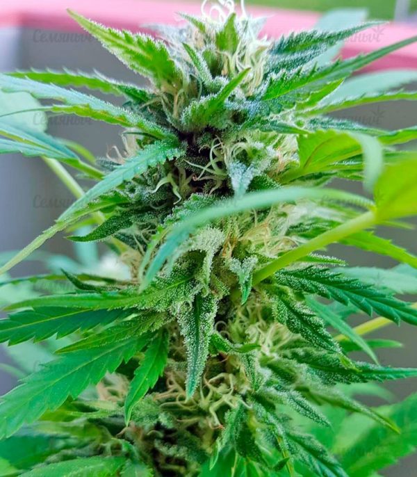 Семена сорта Purple Afghan Kush (Dinafem Seeds) — изображение 7