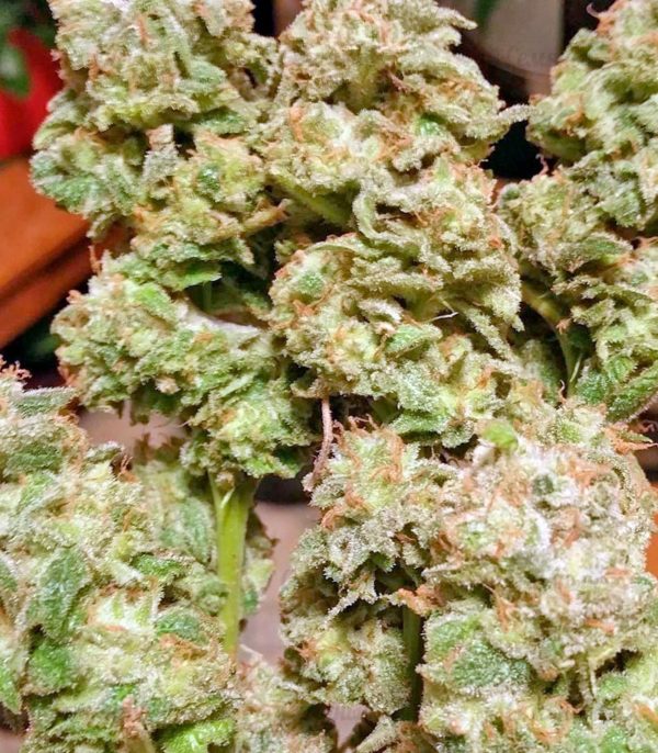 Семена сорта Papaya regular — изображение 9