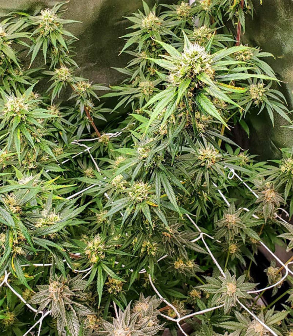 Семена сорта Black Russian (Delicious Seeds) — изображение 4