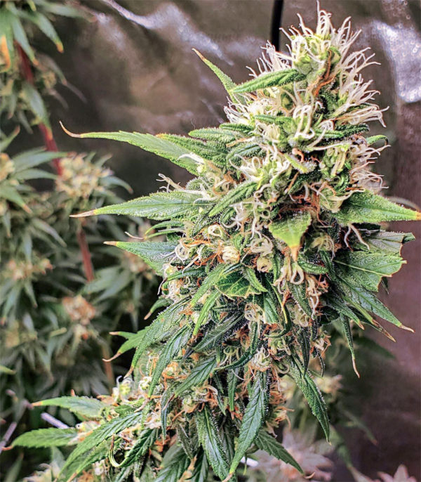Семена сорта Black Russian (Delicious Seeds) — изображение 5
