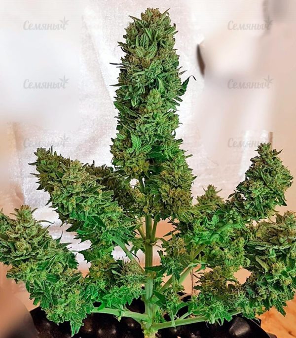 Семена сорта Maxi Haze auto — изображение 4