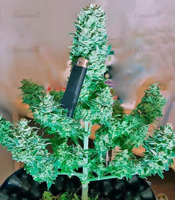 Семена сорта Maxi Haze auto — изображение 5