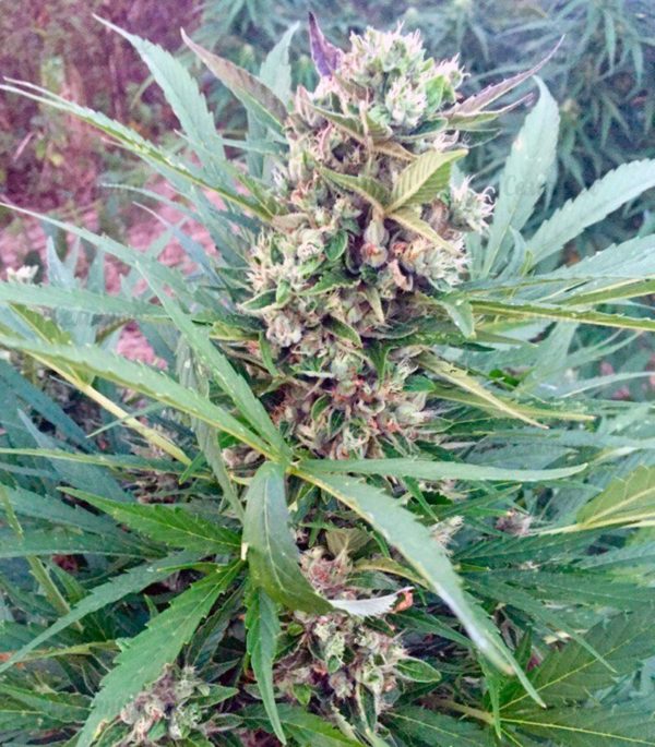 Семена сорта Maxi Haze auto — изображение 6
