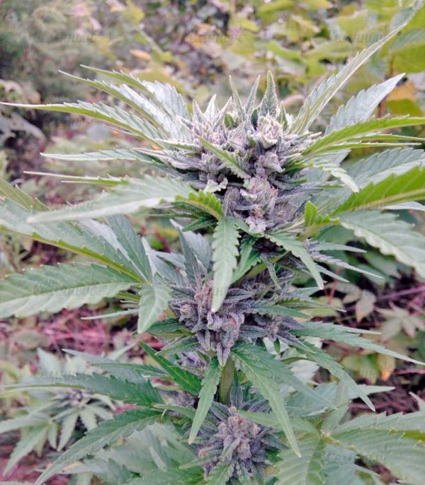 Семена сорта Maxi Haze auto — изображение 7