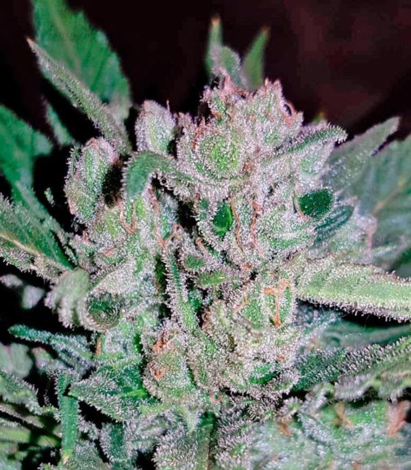 Семена сорта Maxi Haze auto — изображение 8