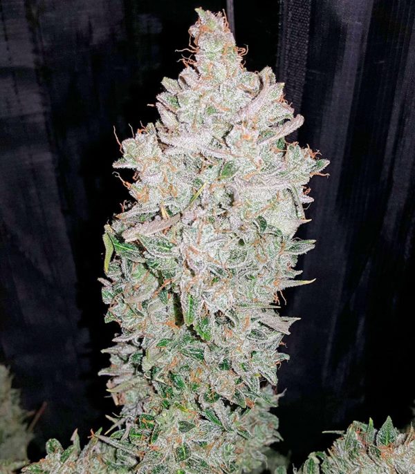 Семена сорта Super Silver (Dinafem Seeds) — изображение 4