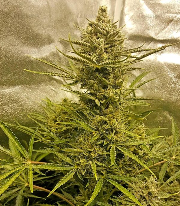 Семена сорта Super Silver (Dinafem Seeds) — изображение 5