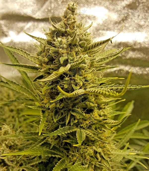 Семена сорта Super Silver (Dinafem Seeds) — изображение 6